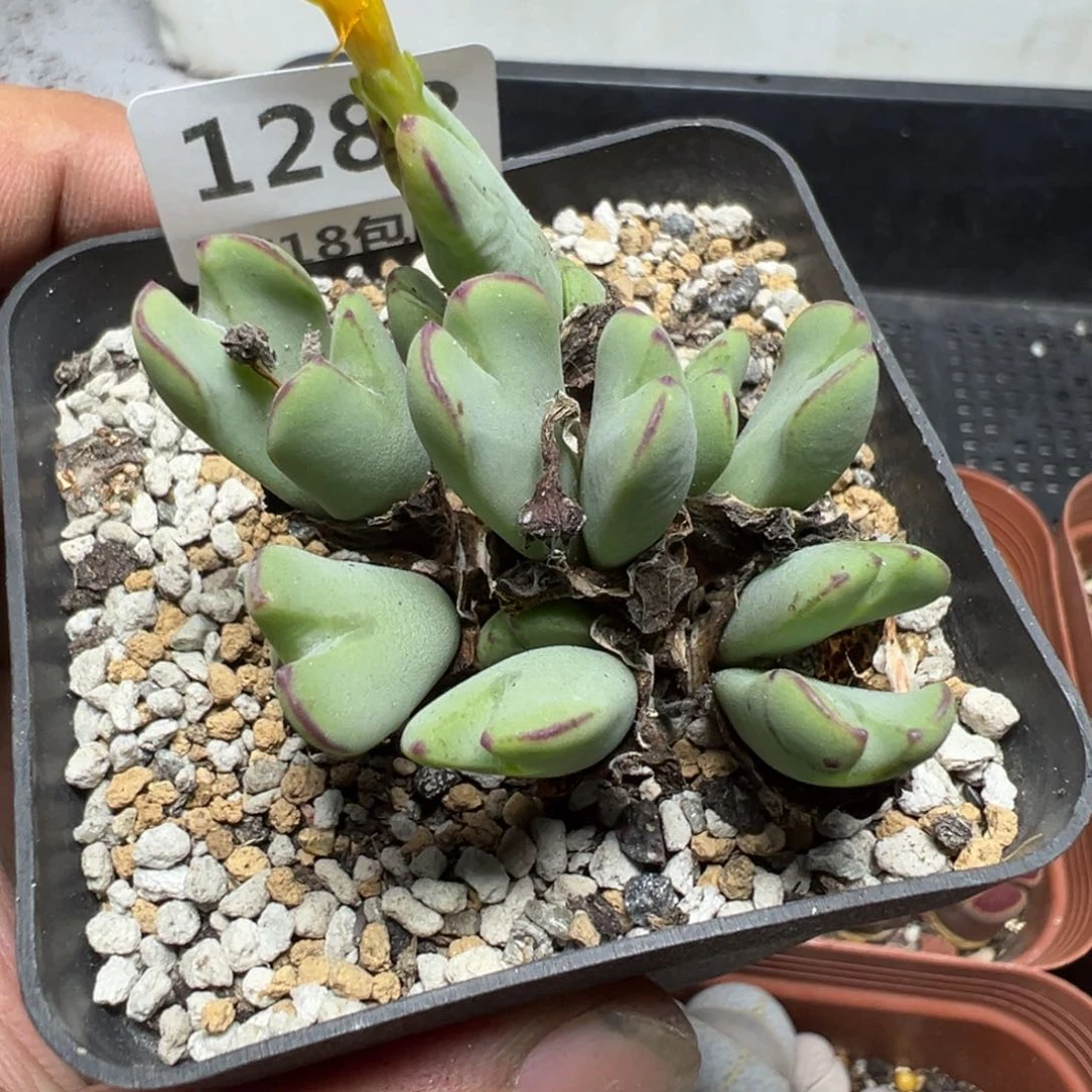 【闪购商品】 1288。