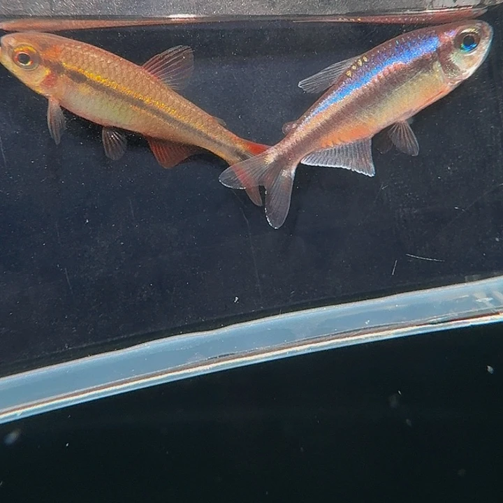 灯科鱼左下缸-15 宝石绿魔鬼+幻彩蓝魔 2.5cm左右 共2条