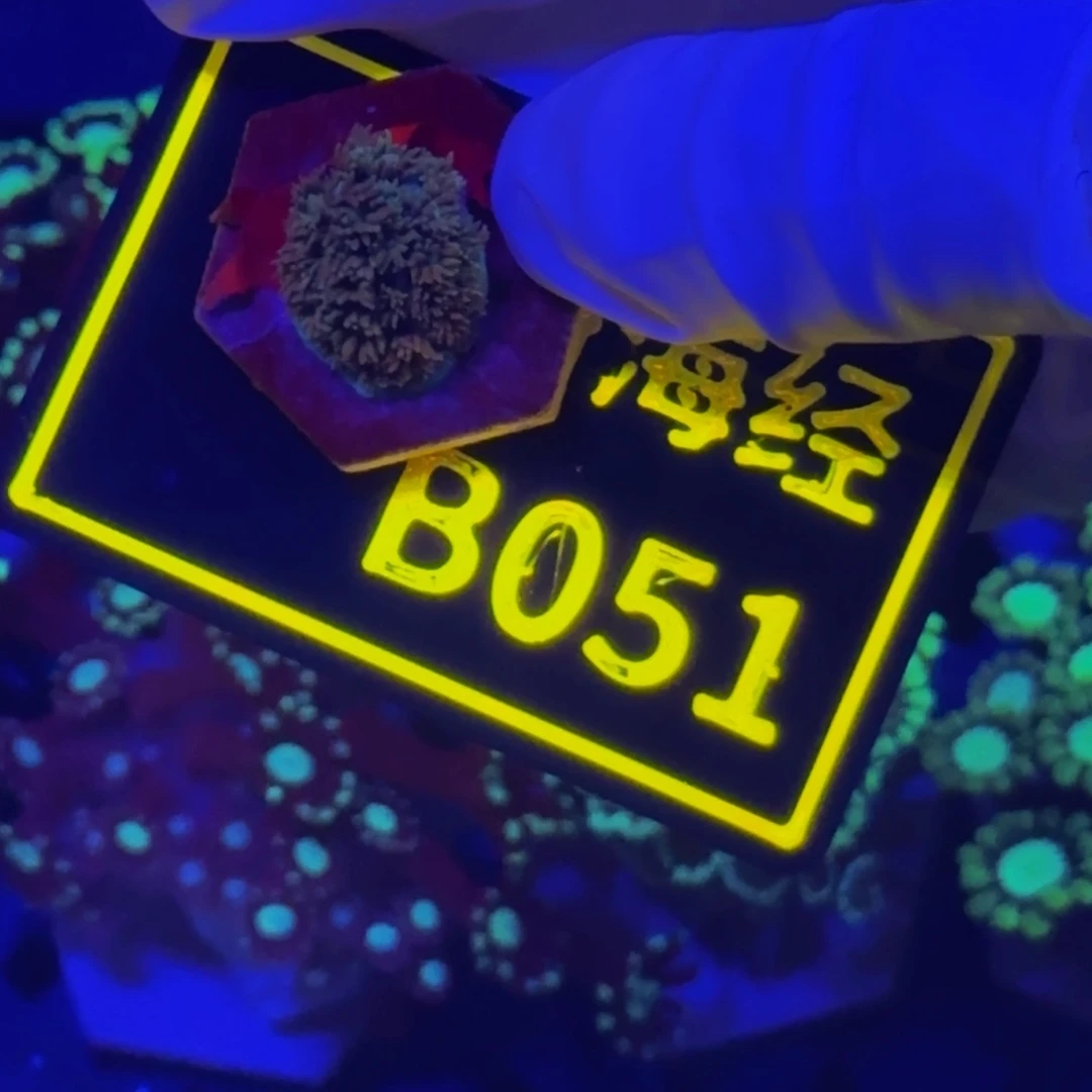 纽扣珊瑚温*瓜晓晓不包邮马卡龙B051