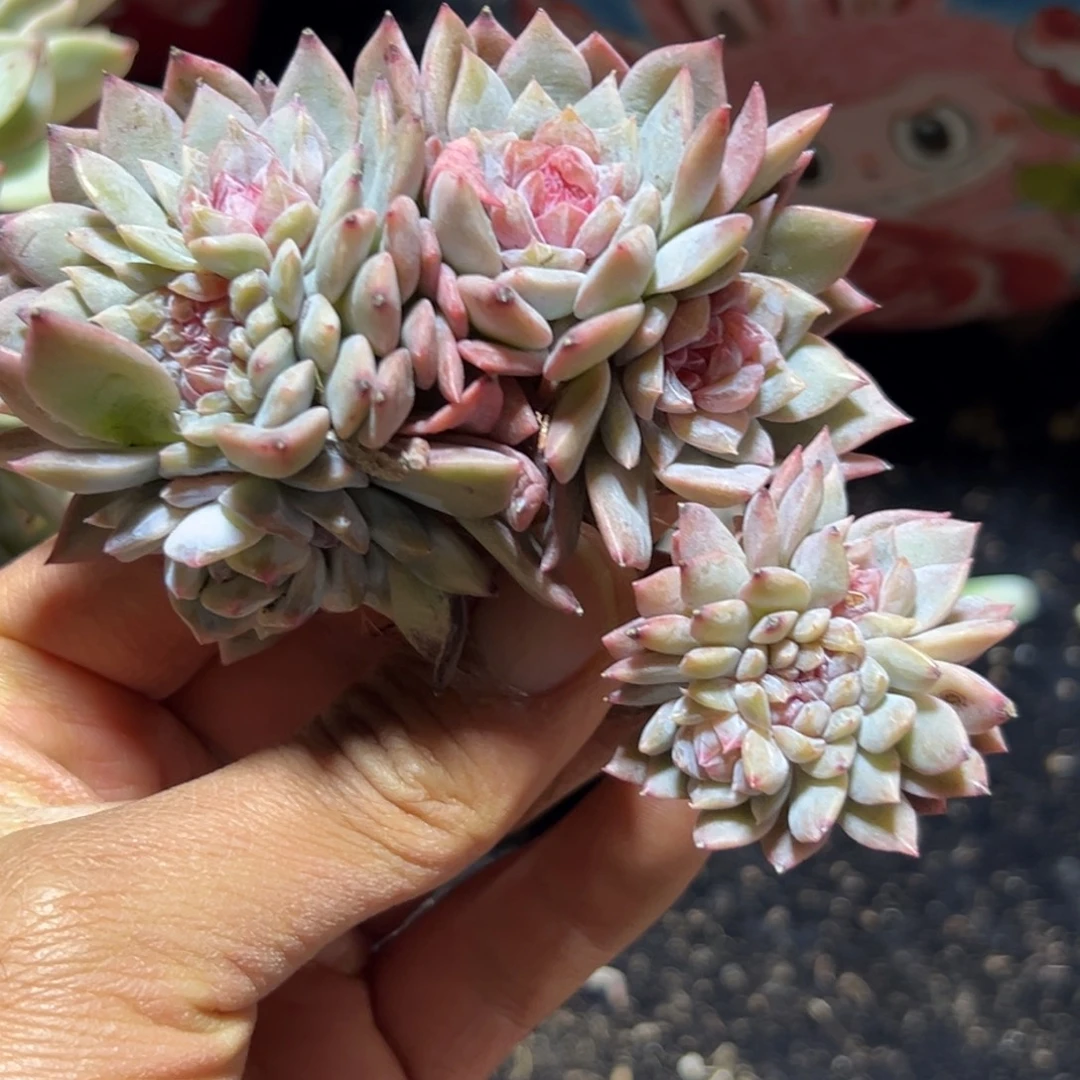 喵****新年快乐 新年快乐