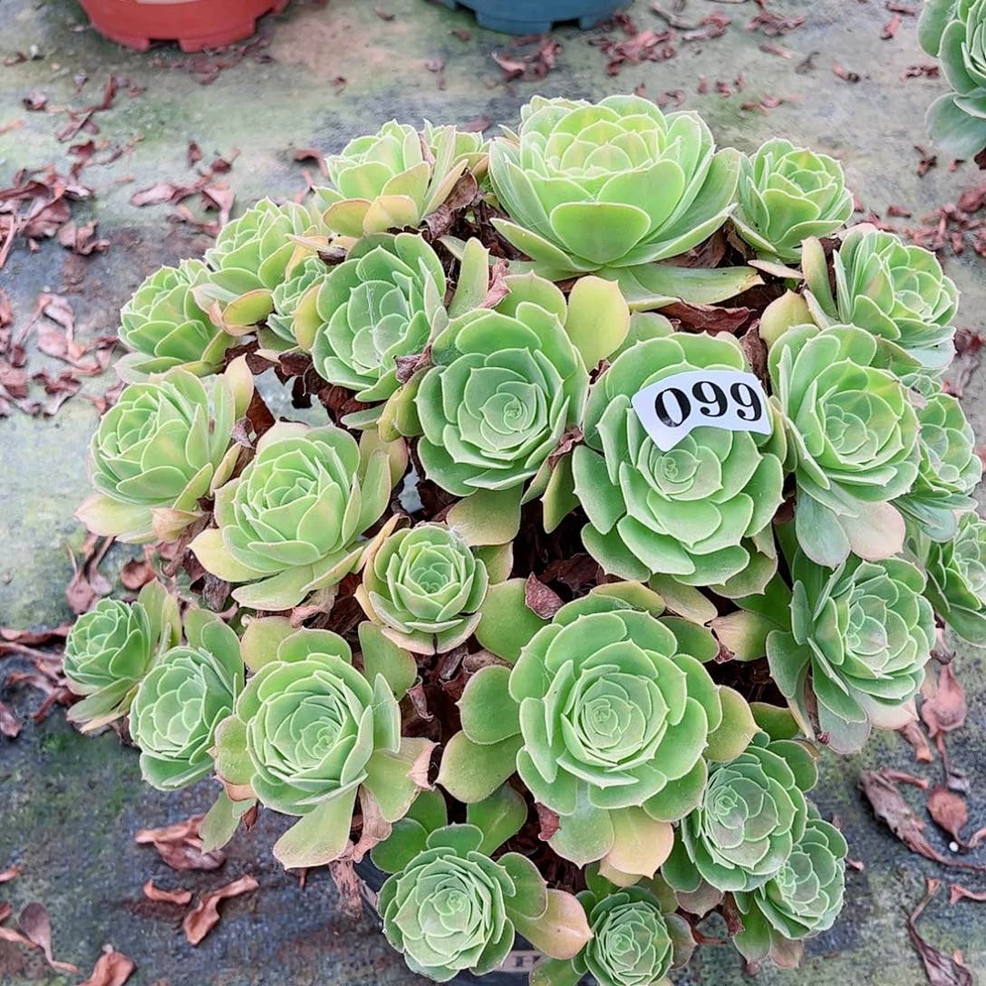 无花朵明**月多肉植物雅典娜099