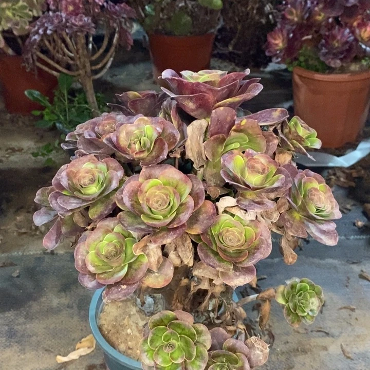 魅金玫瑰多肉植物26。