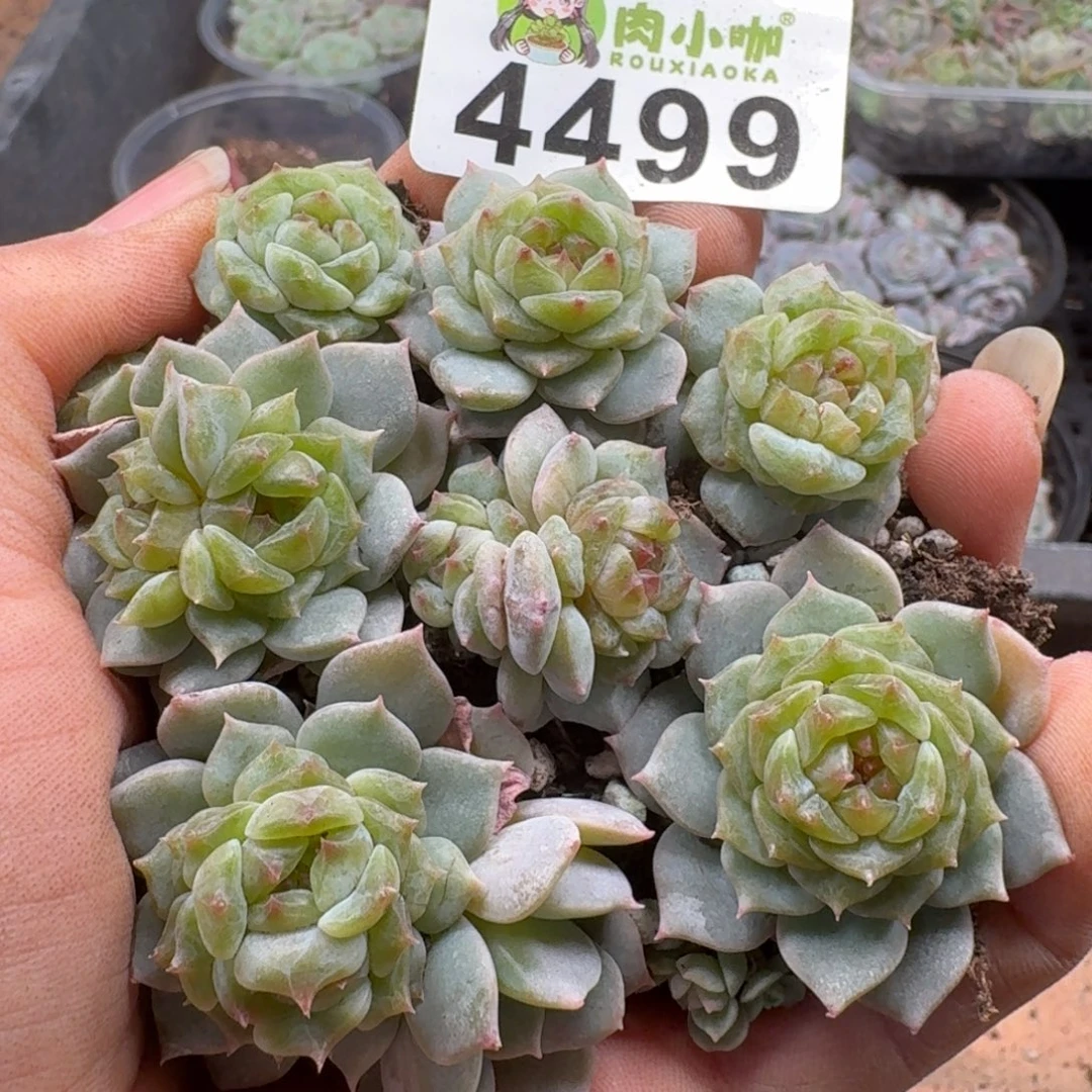 多肉植物多肉植物