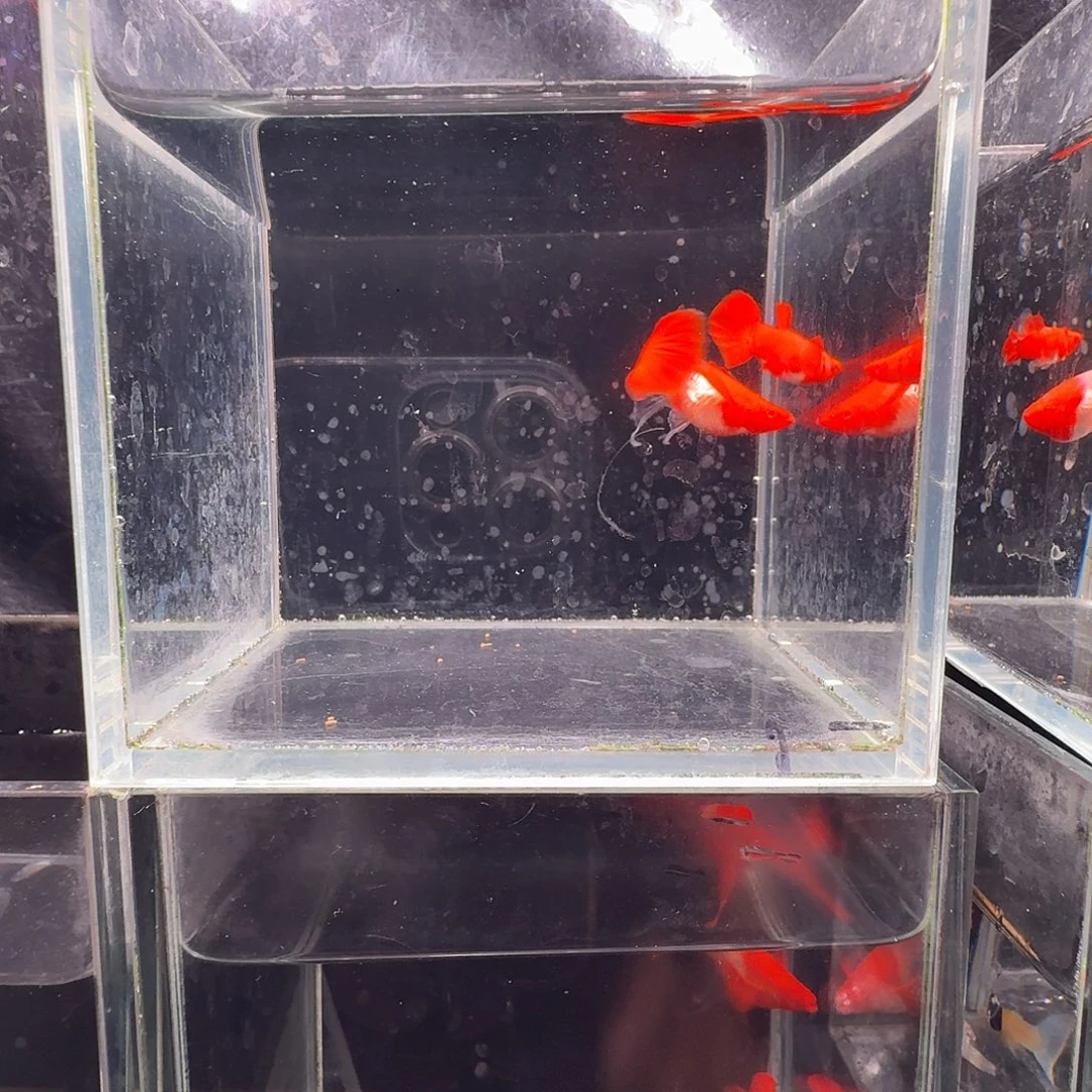 孔雀鱼鸿运当头双份水缎带1对