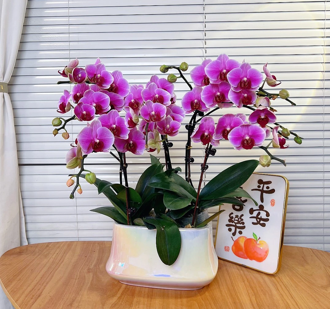 【超级宝贝-蝴蝶兰】高端鲜花 花期长 桌面款 送礼 家居摆件