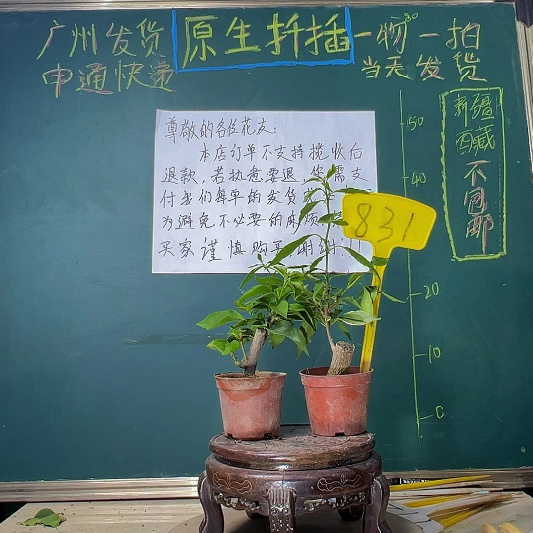 当前无花栽培后可以开花两颗盲盒掌中宝831