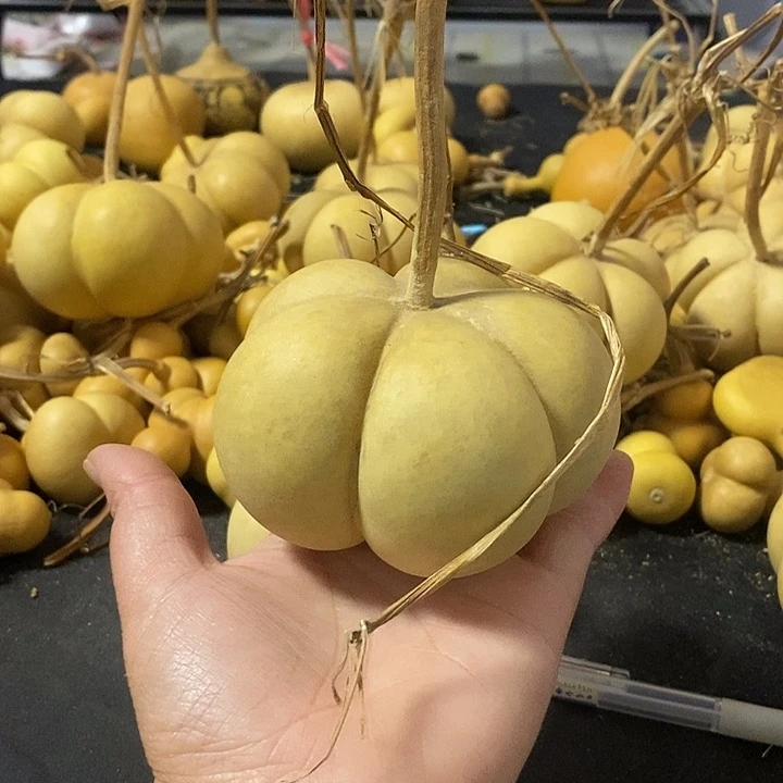 可*冰葫芦的颜色很好看