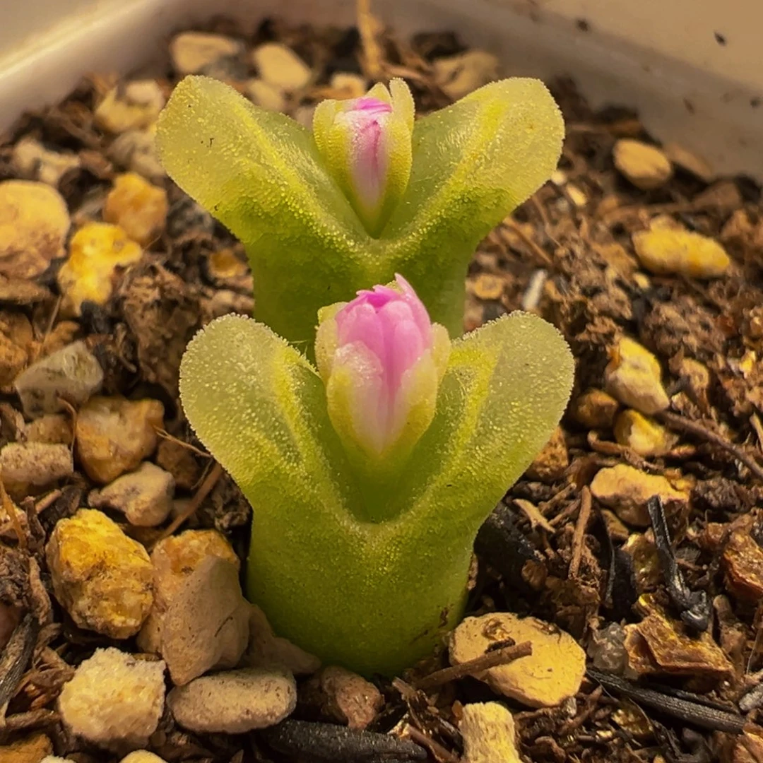 175多肉植物种类多样