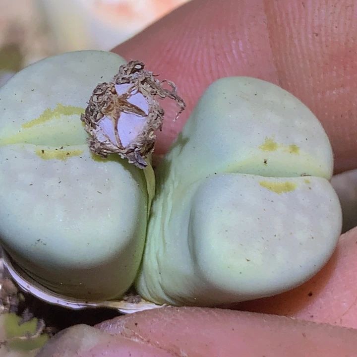 15999999999999968999966