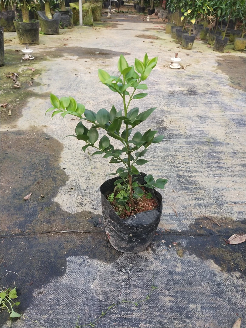 爱心圆叶竹柏苗 稀有品种 四季常青 好养易活 桌面款绿植