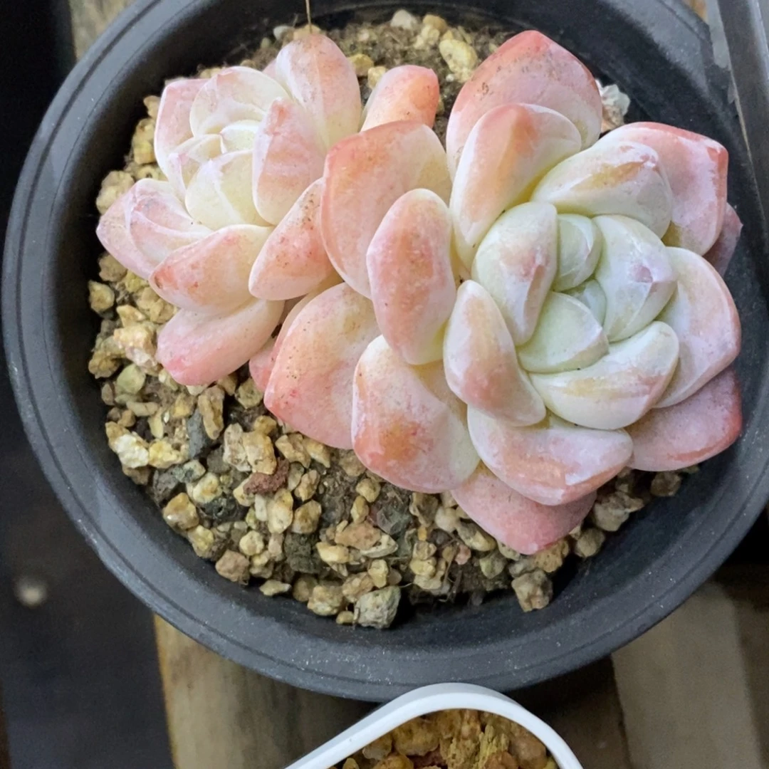 精品多肉一物一拍不包整21