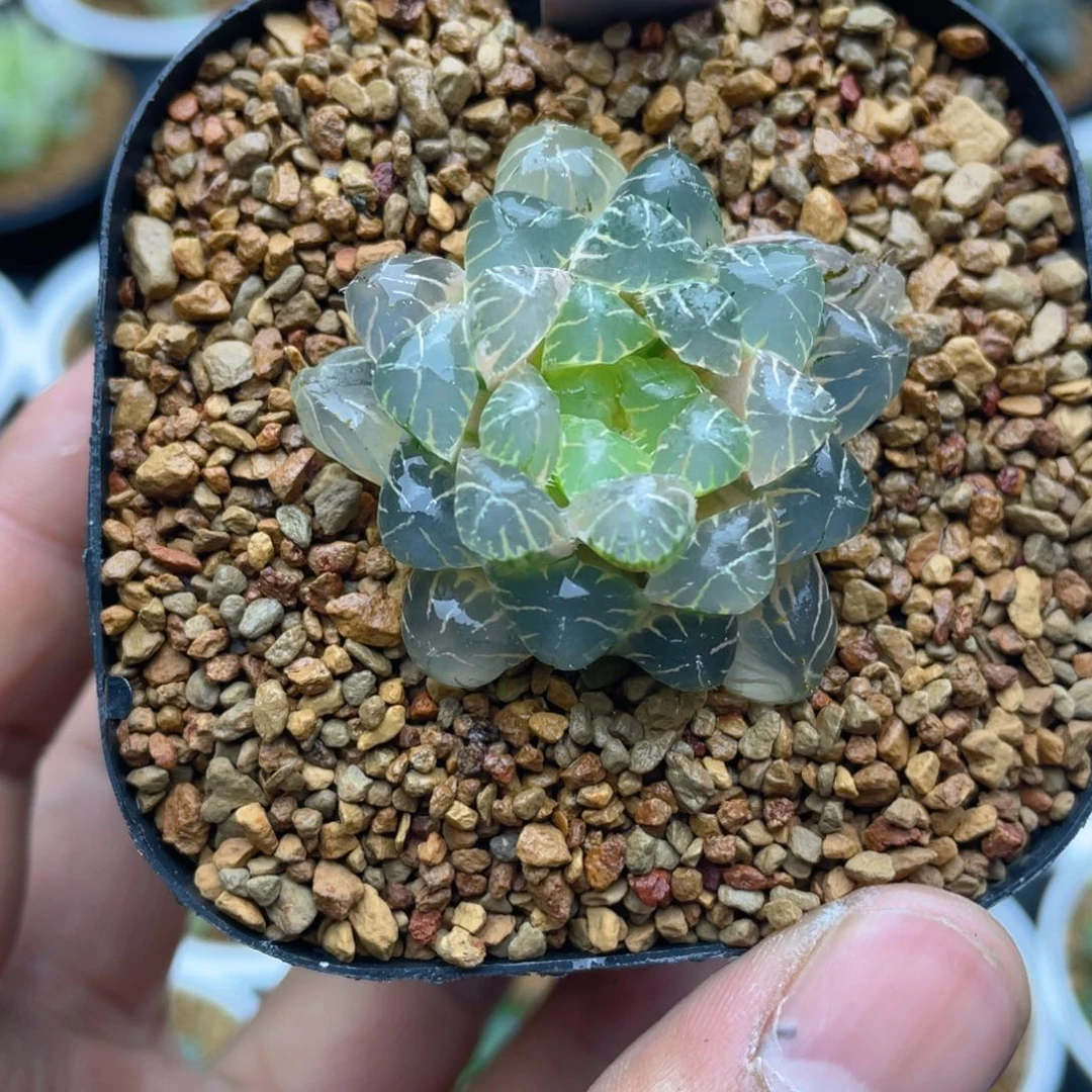 实生玉露锦十二卷多肉