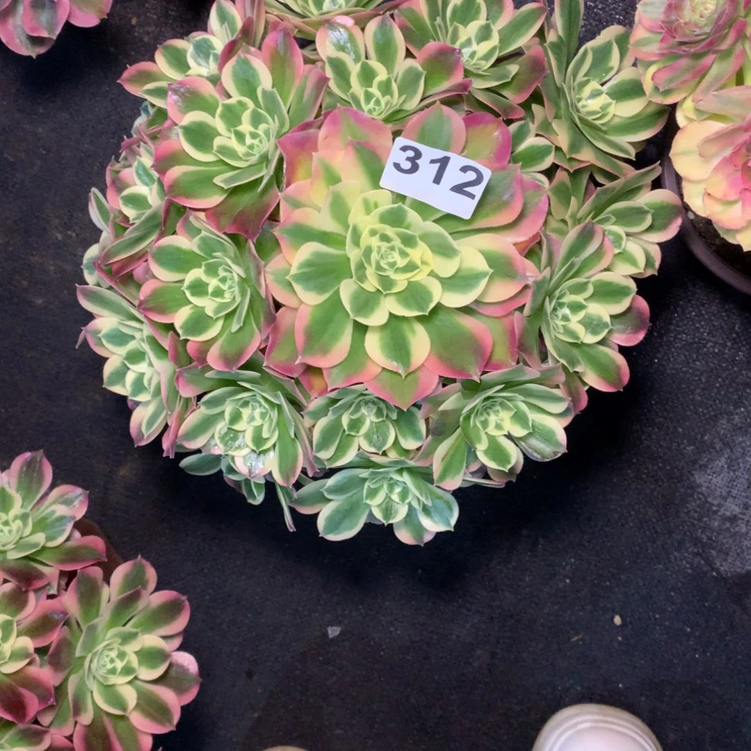 随***安白凤312法师多肉植物2500000