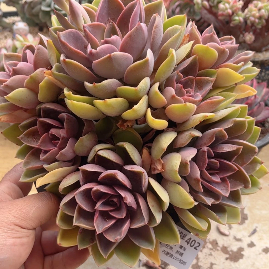 【闪购商品】402紫物