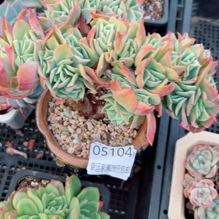 幸运的人会遇到你喜欢你