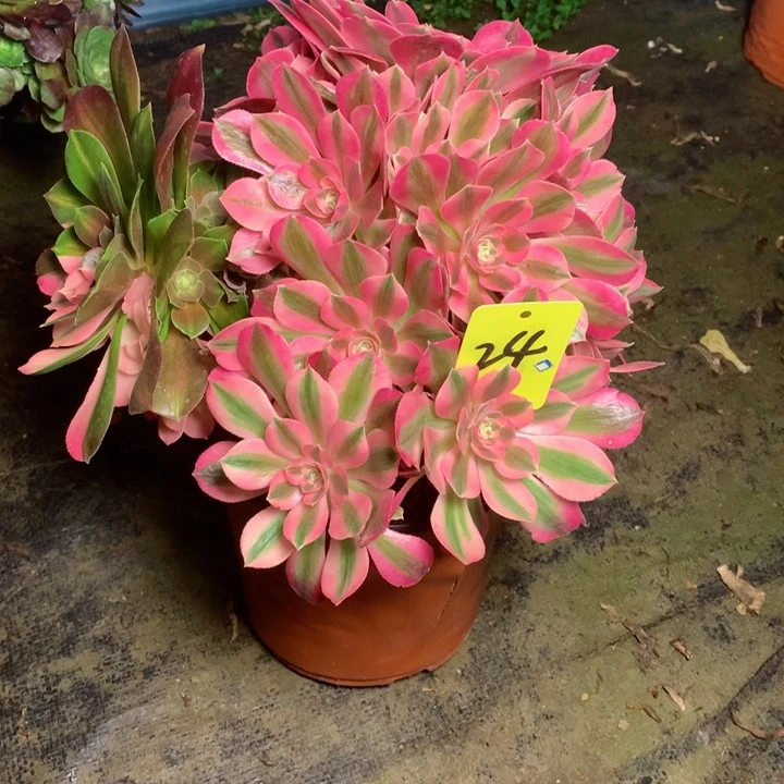 24粉女巫多肉一物一拍～