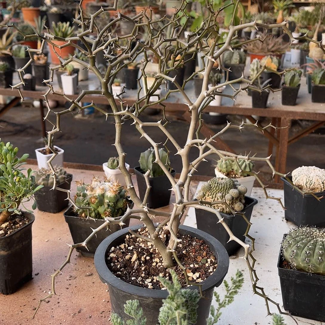 母本级弯曲龙大老桩