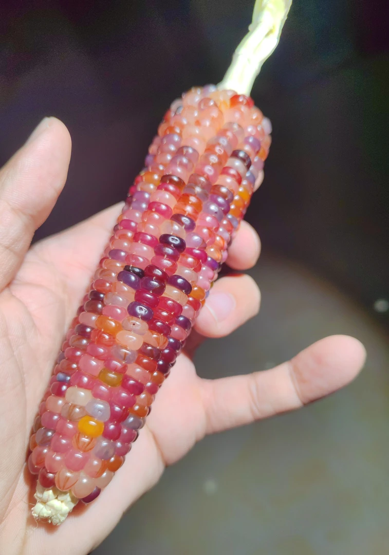 宝石玉米一物一拍