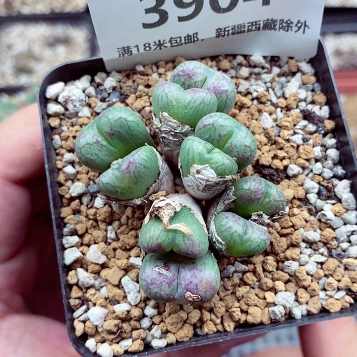 3904。