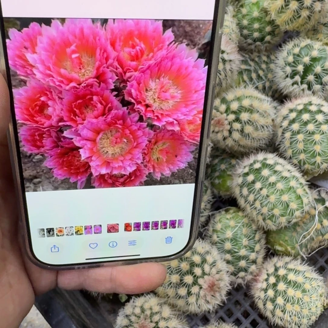 319史蒂夫歪无根侧牙3公分左右伤口大，20包邮