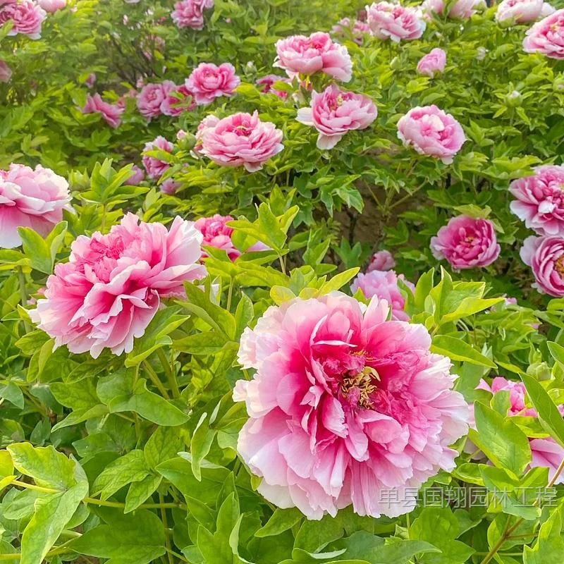 牡丹花苗盆栽正宗洛阳带花苞牡丹花种大苗缠枝重瓣花卉牡丹花树苗