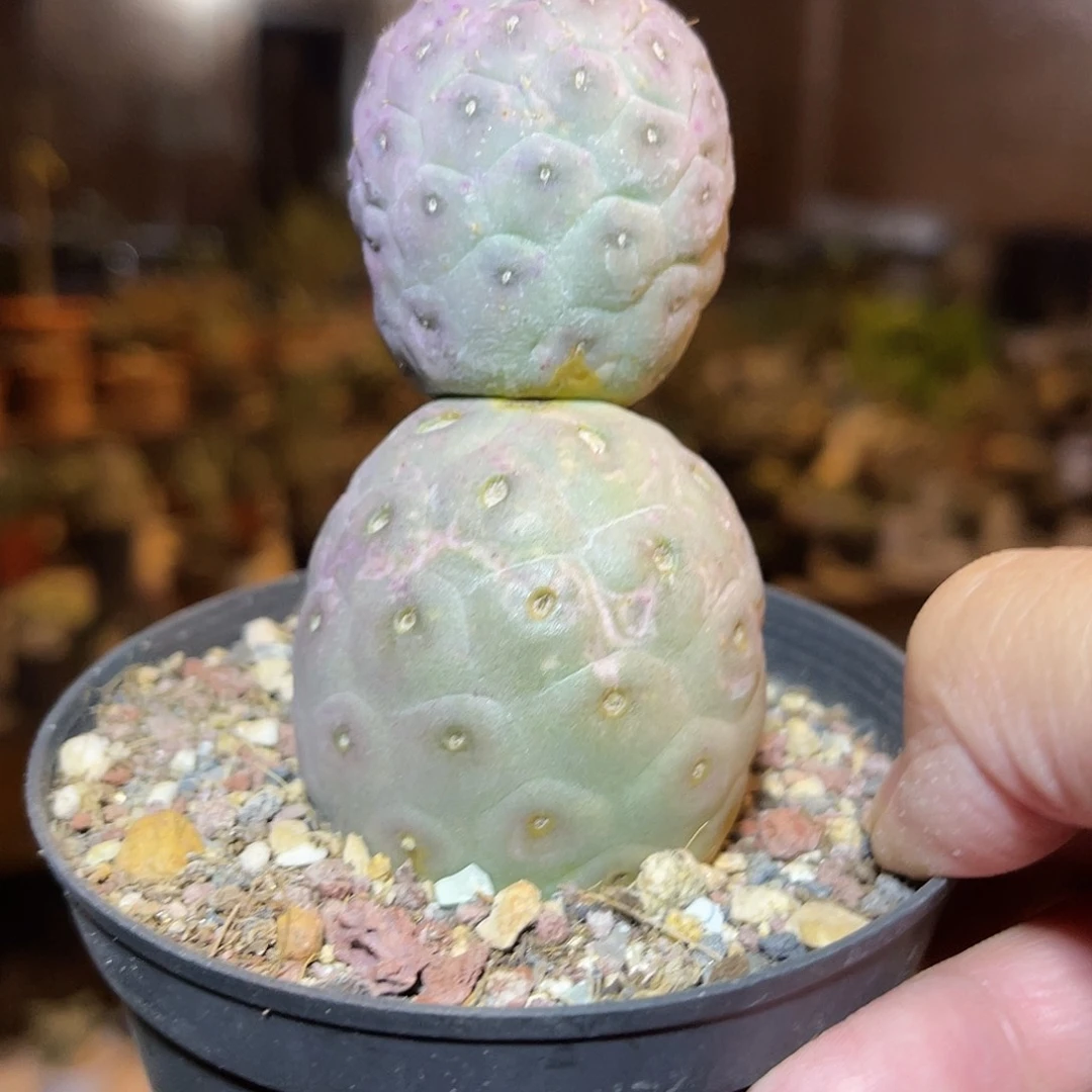 无刺习志野锦雪人习志野