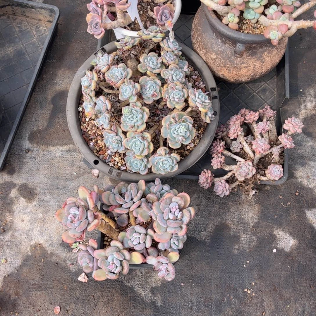 无花朵罗****o友家多肉一物一拍