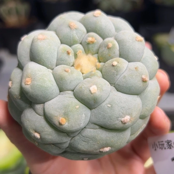 不*229 可帮发根可发货