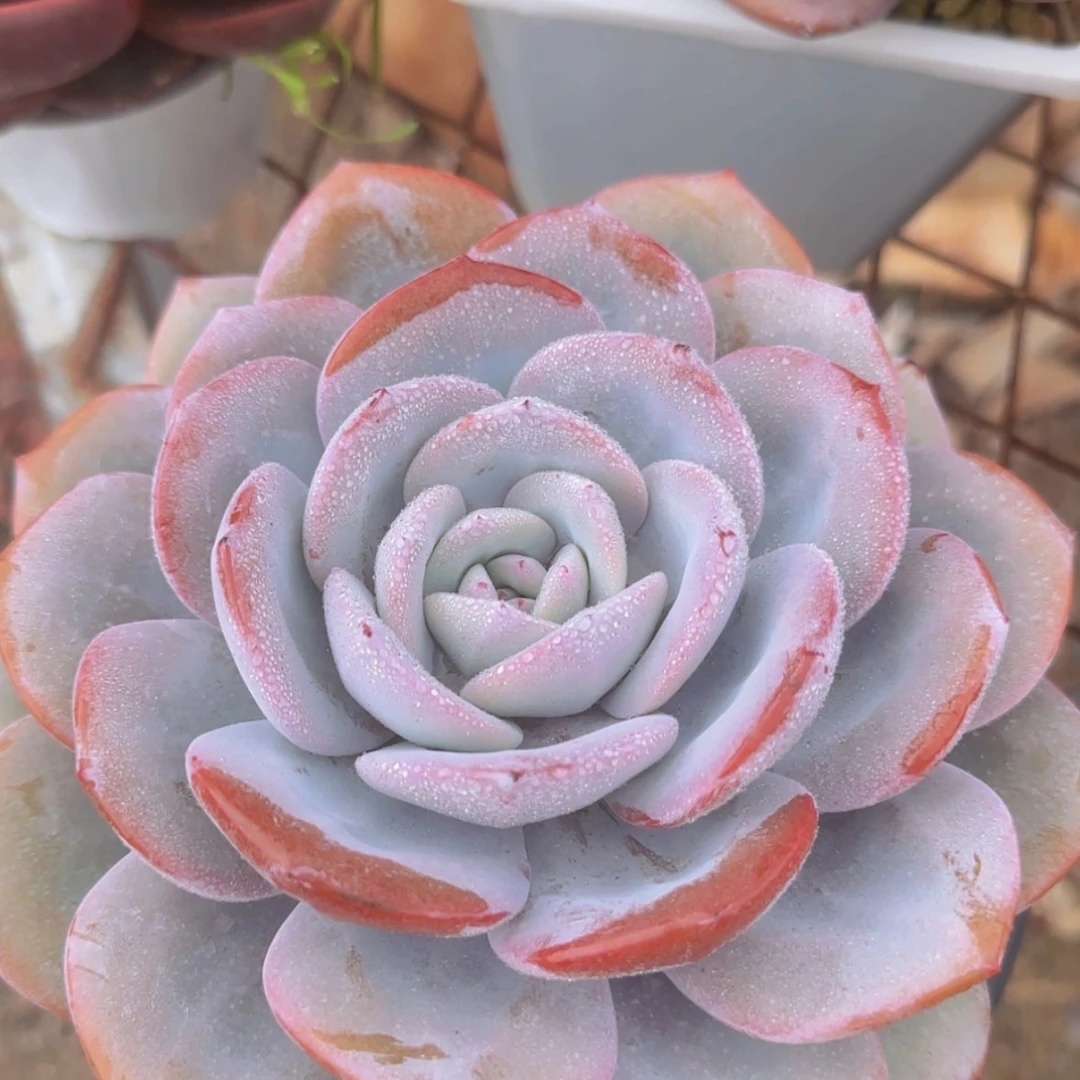 【闪购商品】正版大单头19.9