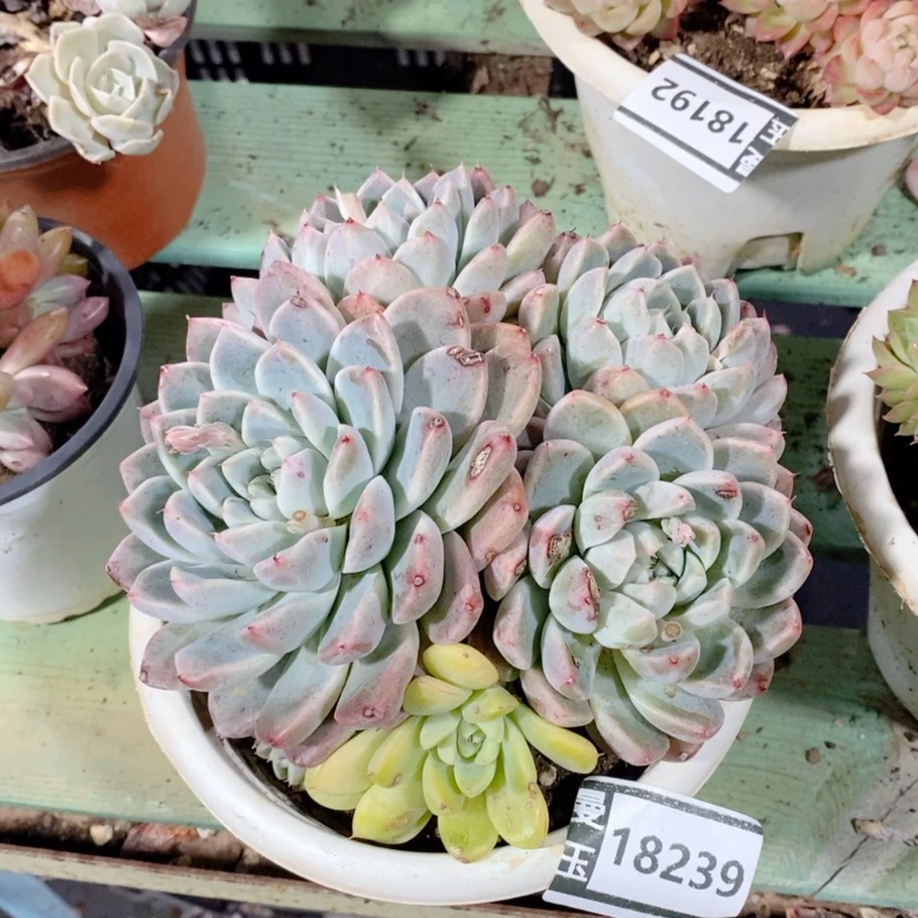 【闪购商品】6****6阿尔巴佳人锦18239