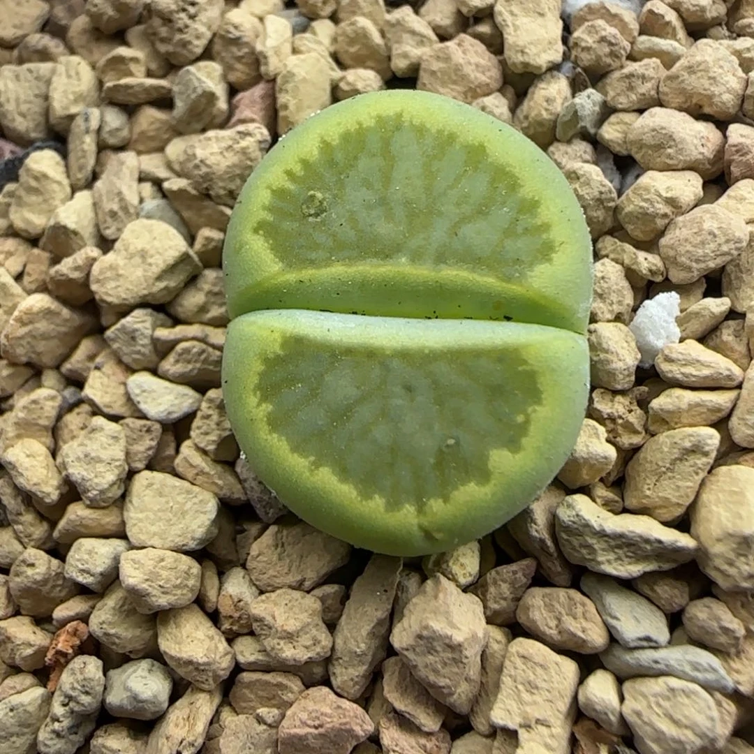 012 生石花大棚直播