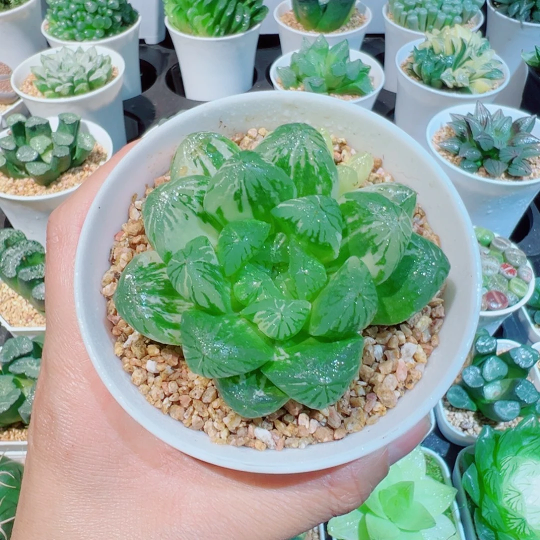 苏州玉露锦多肉多内