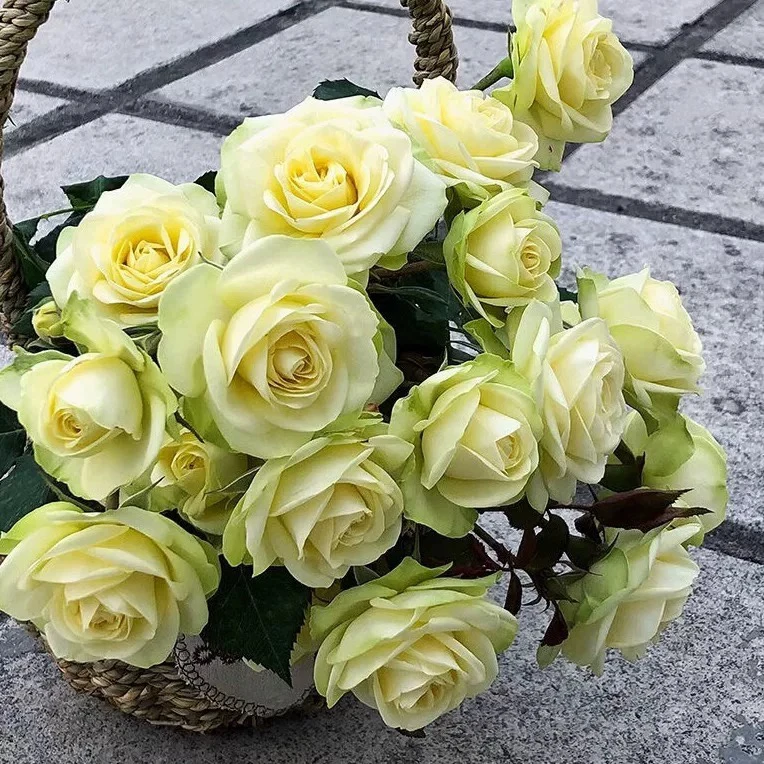 奶油龙沙  丰花月季花苗奶油伊甸园奶龙切花月季盆栽