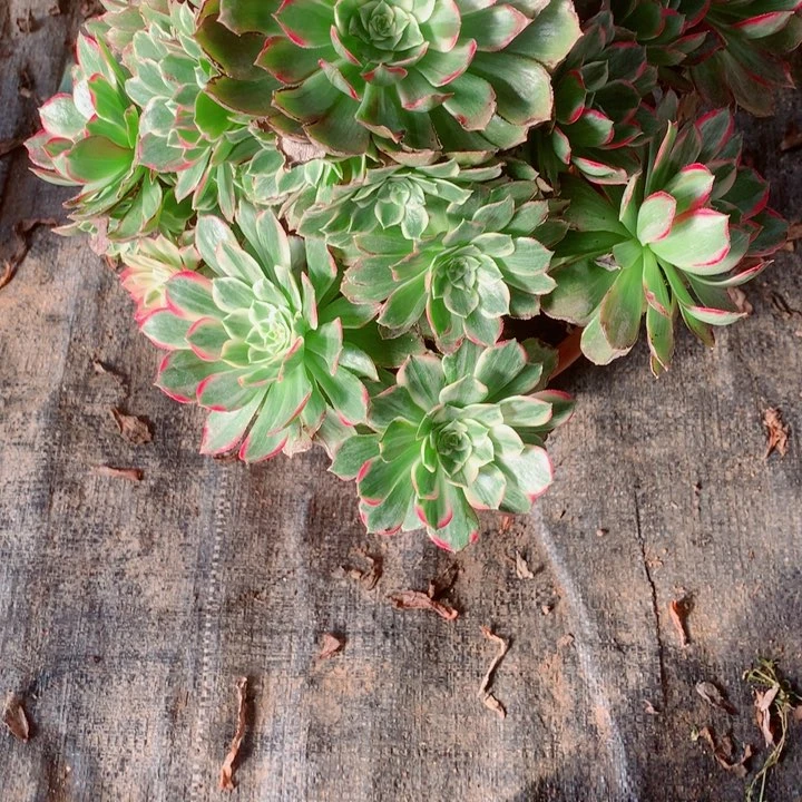 平****：多肉植物546多肉