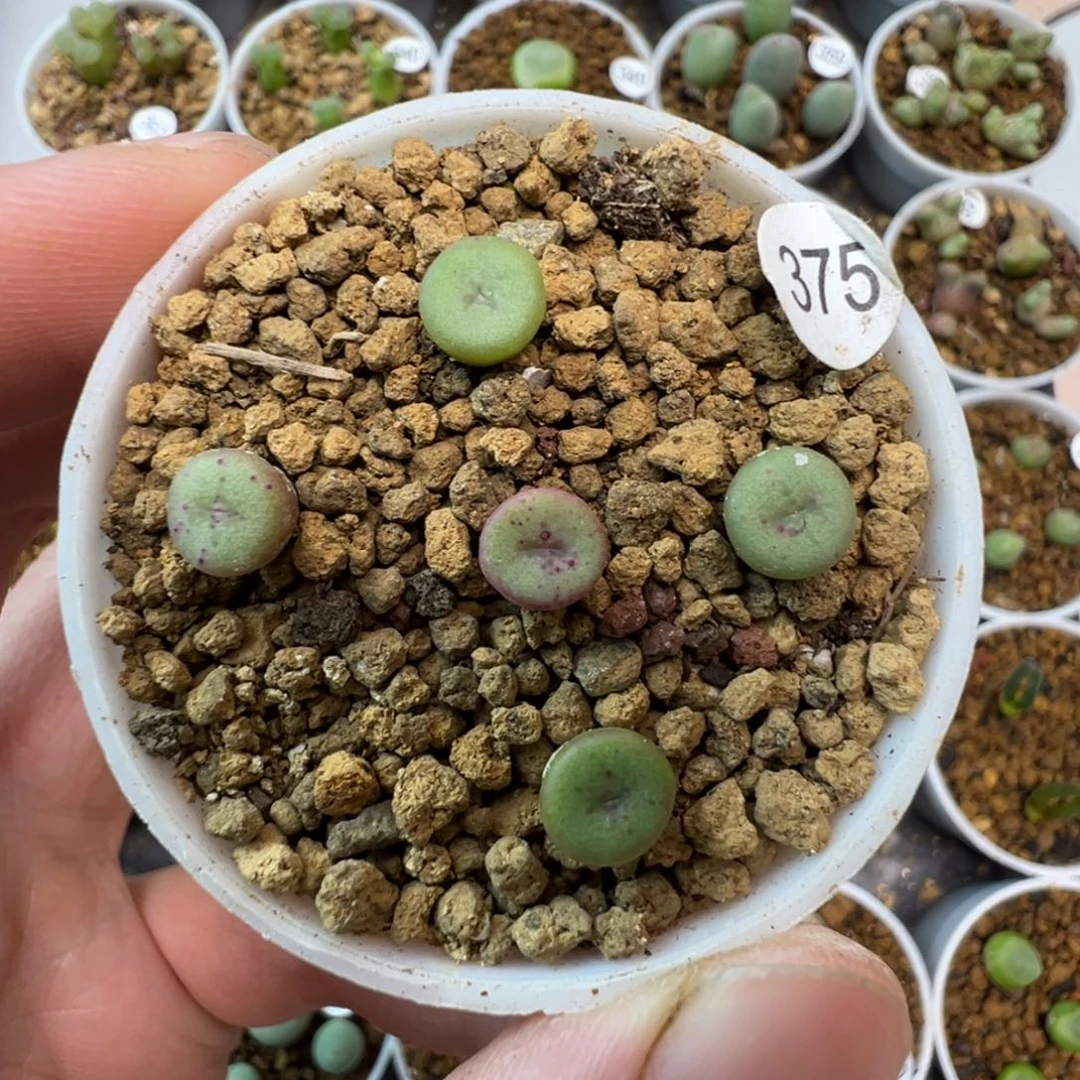十字纽扣一颗脱土3750000