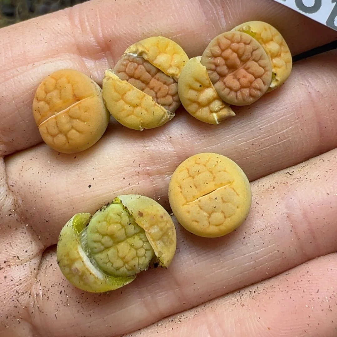 【闪购商品】393……