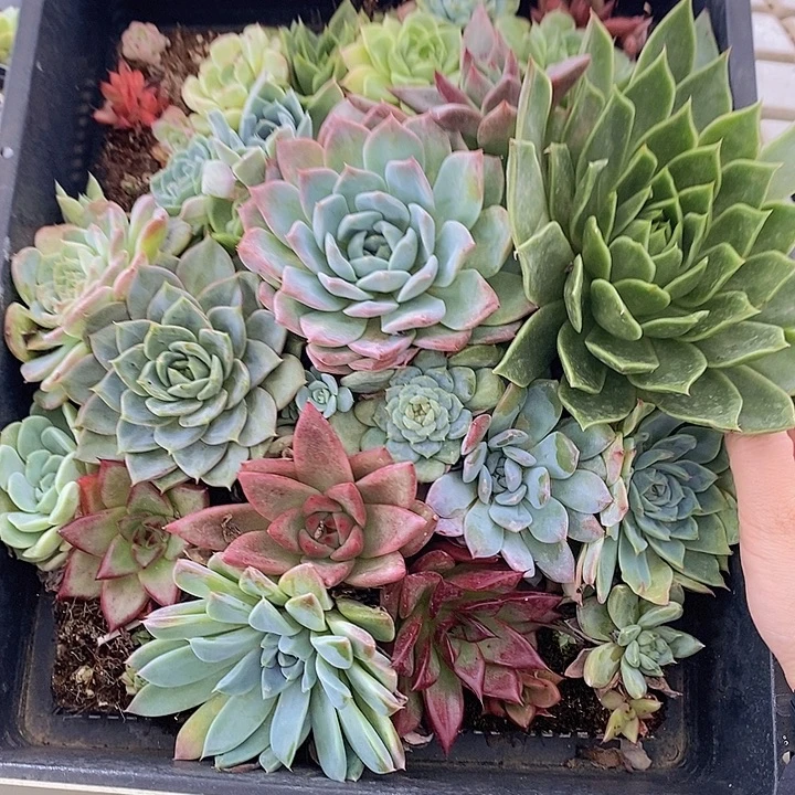 75 多肉植物盆栽花卉