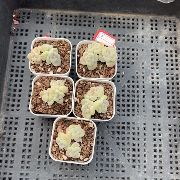 S一物一拍专拍的