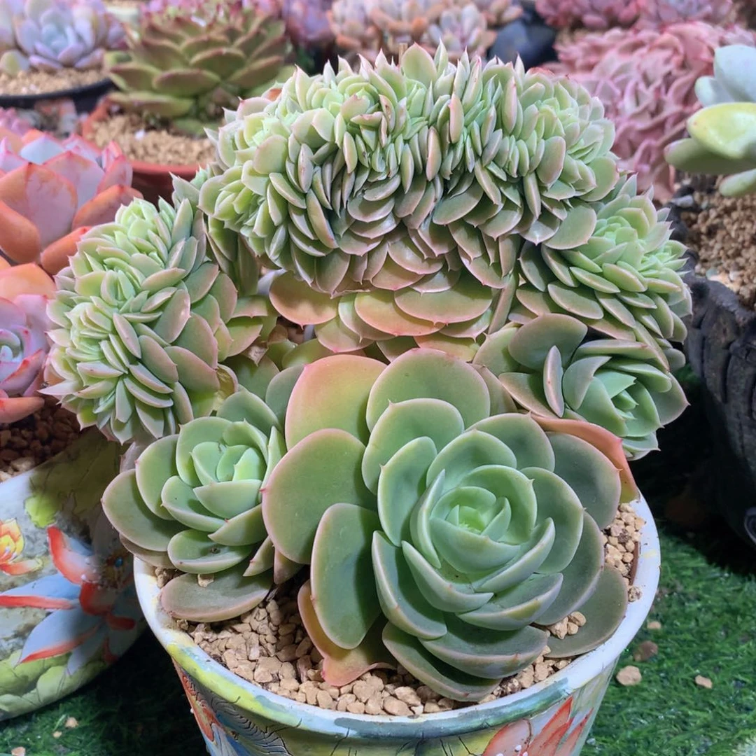 星纳塔树缀18 公分一物一拍