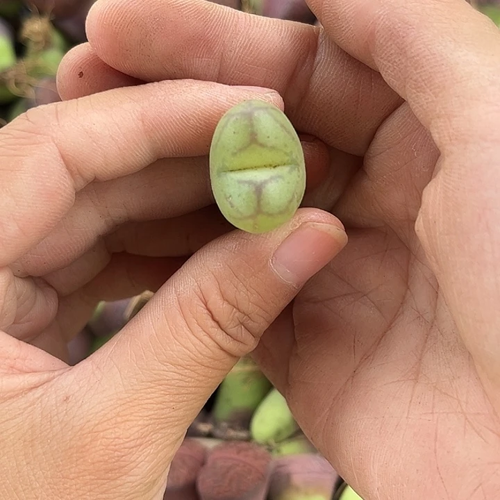 毛杂 一物一拍28包邮