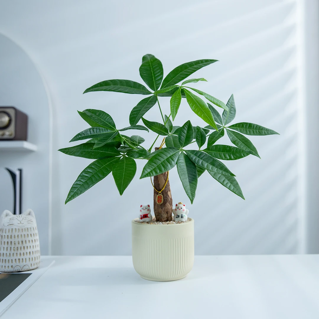 发财树小盆栽室内客厅桌面植物摆件创意趣味办公室绿植花卉好养