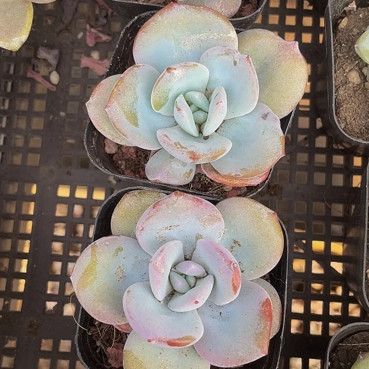 6.5方盆韩版奶茶