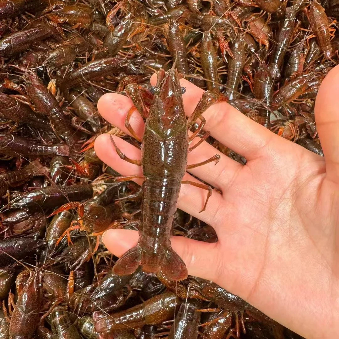 小龙虾（中虾）