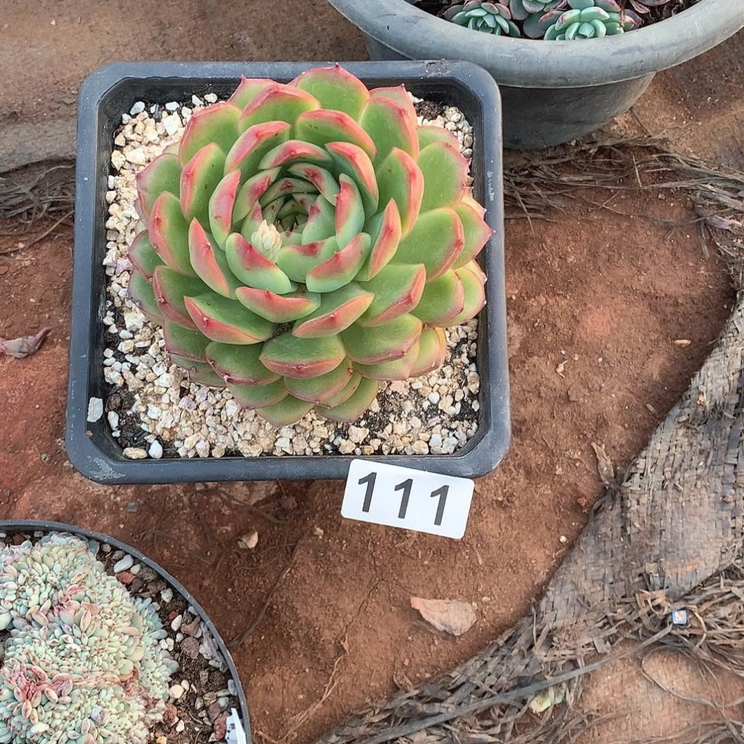 111 一物一拍多肉