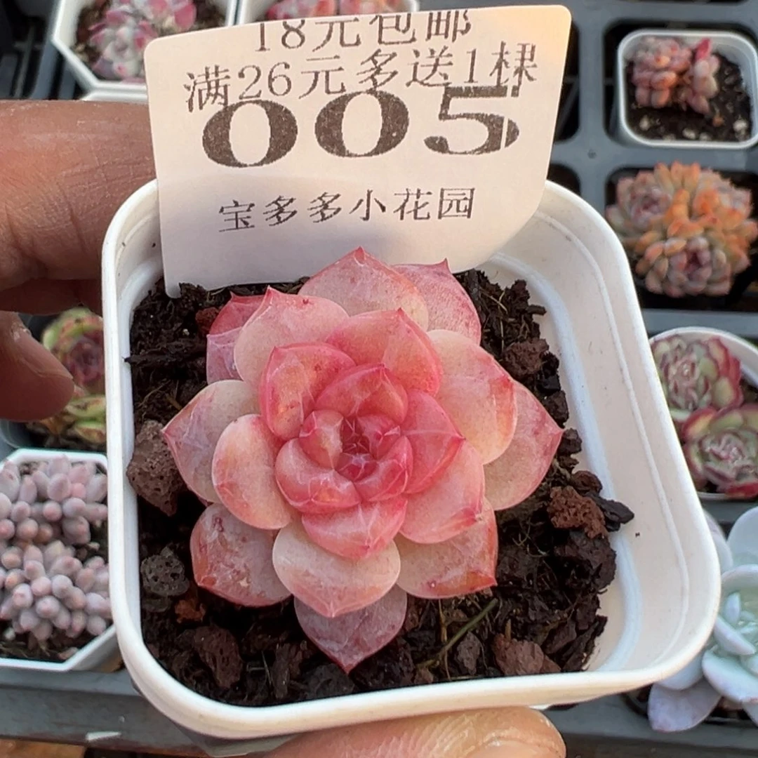 005号糖心爱神一物一拍满18包邮