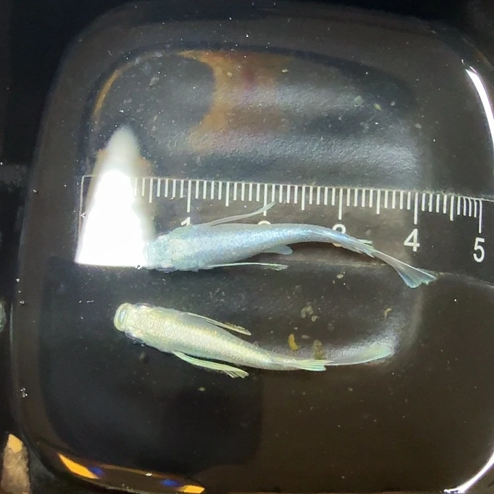 青鳉鱼122号拍品极品长鳍天使