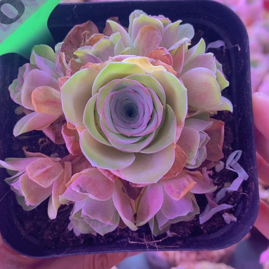 706小玉 脱土裸根发货