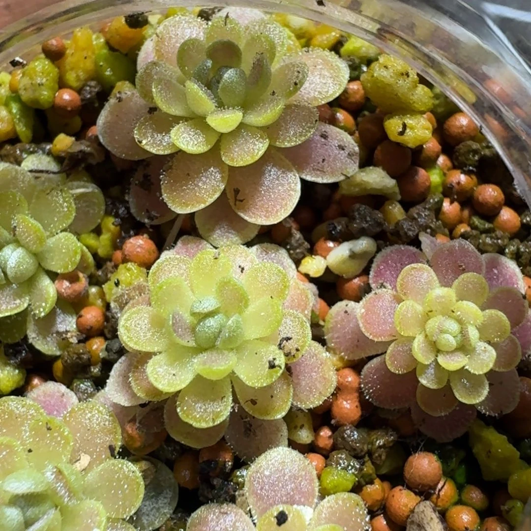 ?**白捕虫堇活力苗5种共50颗0.5-1厘米，多送