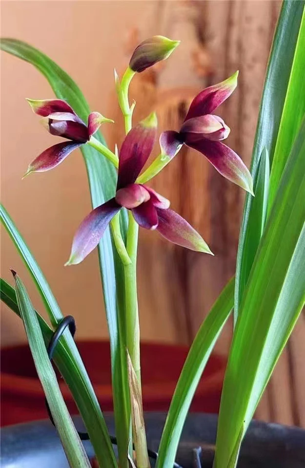 建兰赤诚三剑客老二 峨眉晨光