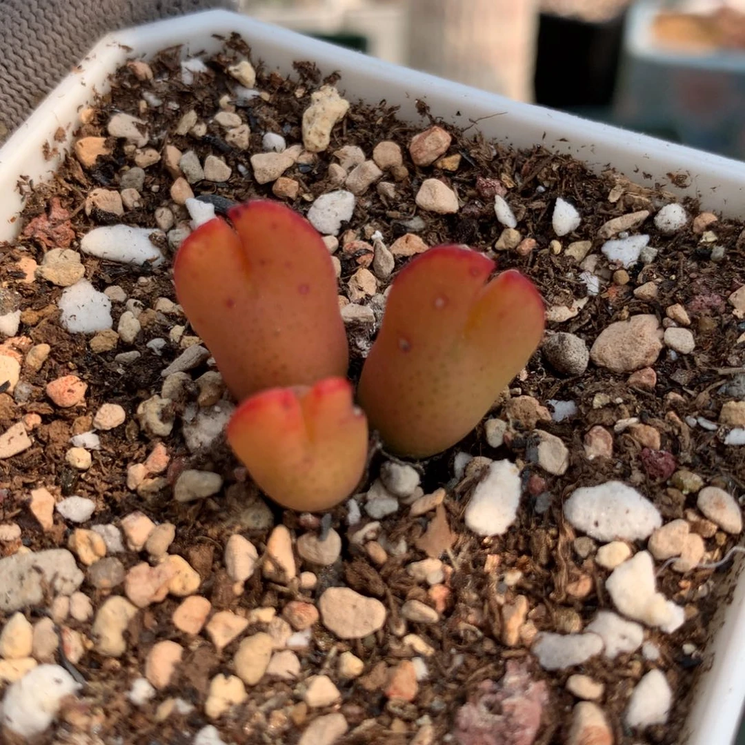 a664爱丽丝母本一颗